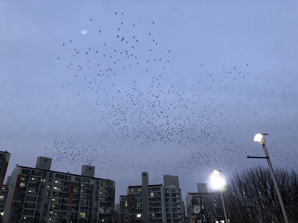 蔚山文殊サッカー競技場の鳥の大群