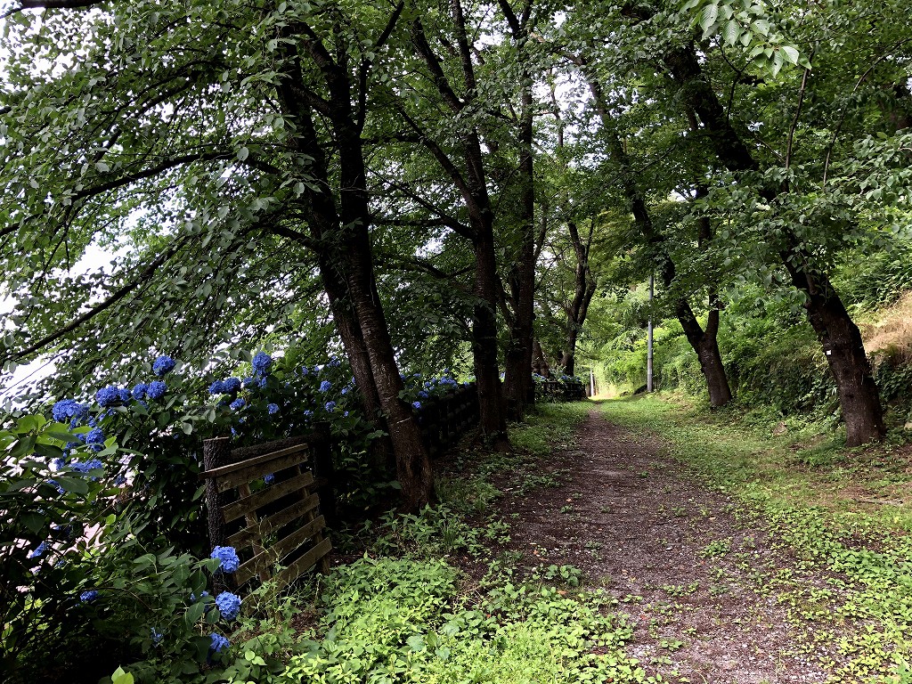 烏帽子山八幡宮の桜並木