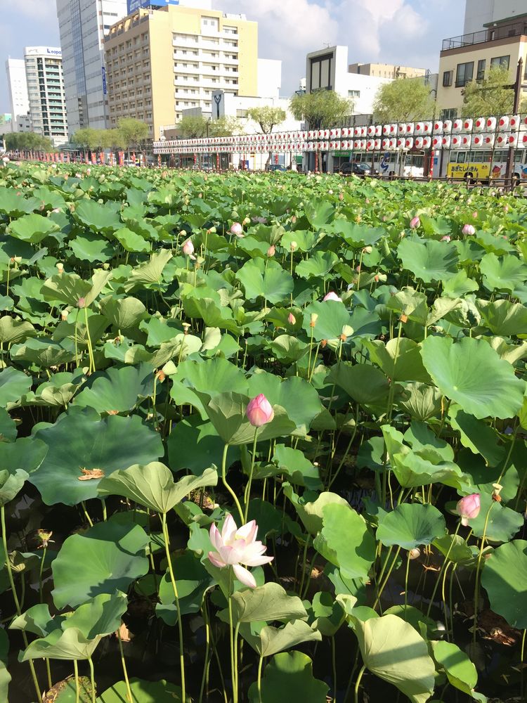 久保田城のお濠の蓮の花