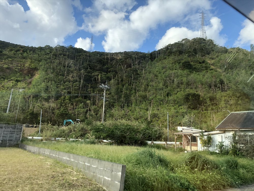 奄美大島の琉球松の枯れ