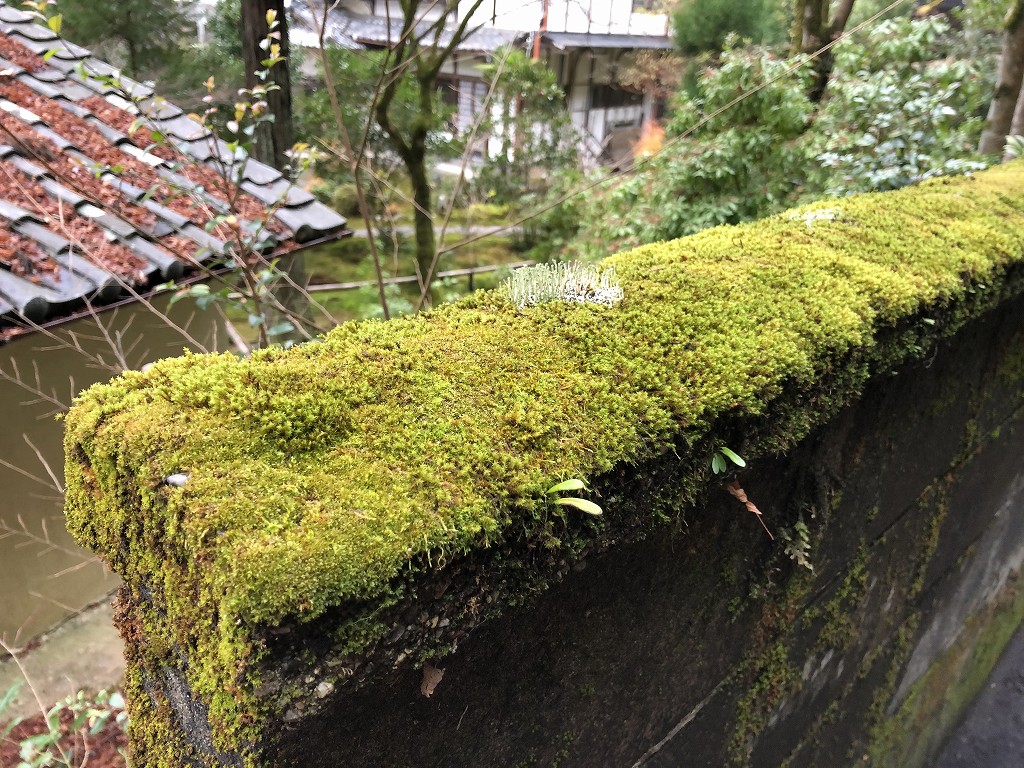浄土宗吟松寺の壁2