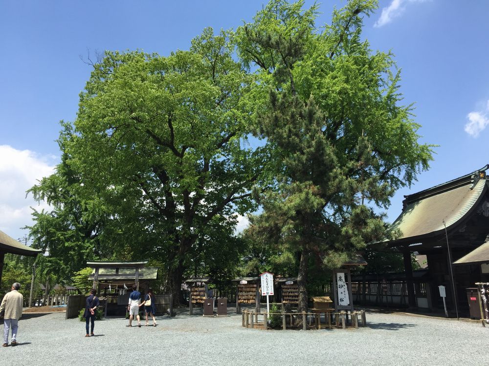 阿蘇神社の高砂の松画像