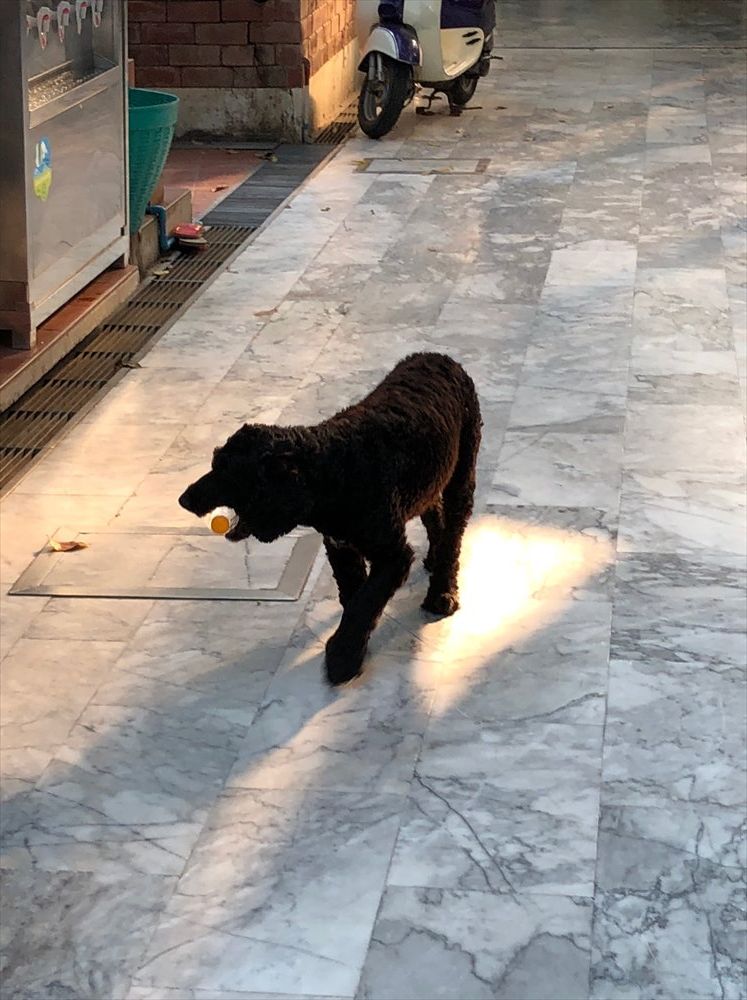 ワットパクナムの犬