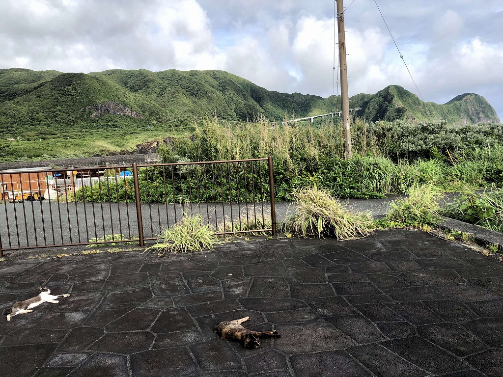 八丈島の山と猫