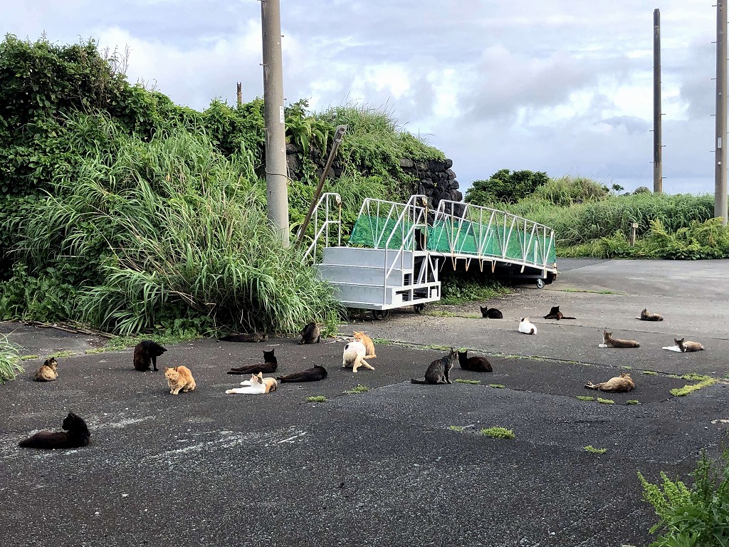八重根港船客待合所の周辺に猫