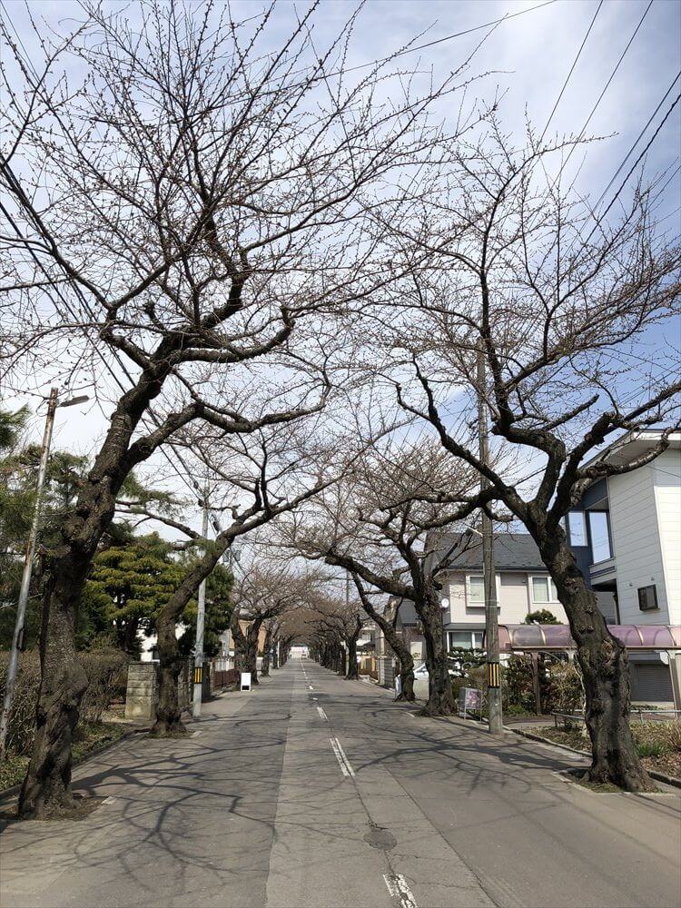 函館市の桜が丘通り