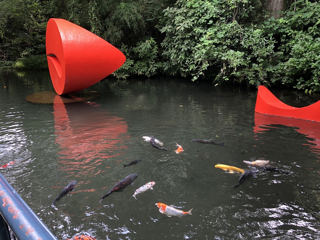 箱根彫刻の森美術館の鯉の餌やり
