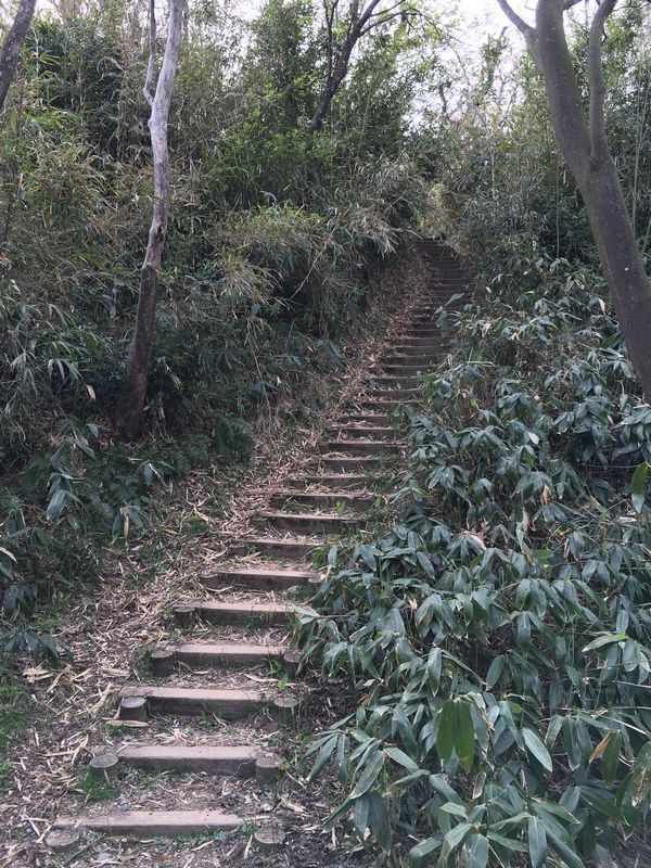 白鳥城址の急斜面2