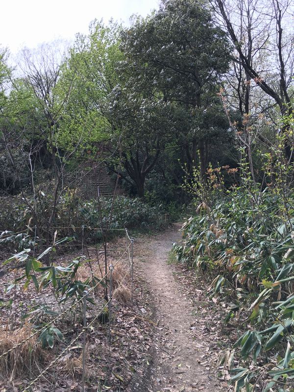 白鳥城址の山道