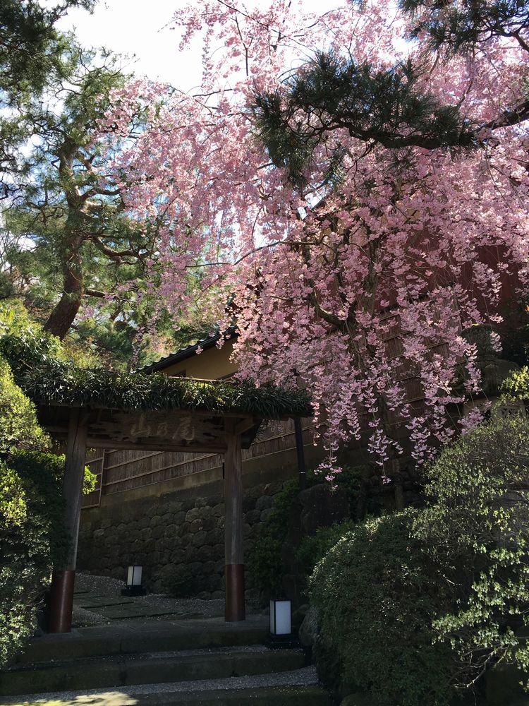 山乃尾の枝垂れ桜