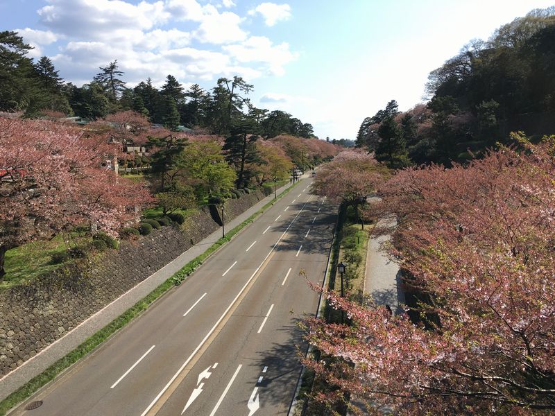 金沢の百間堀の桜並木
