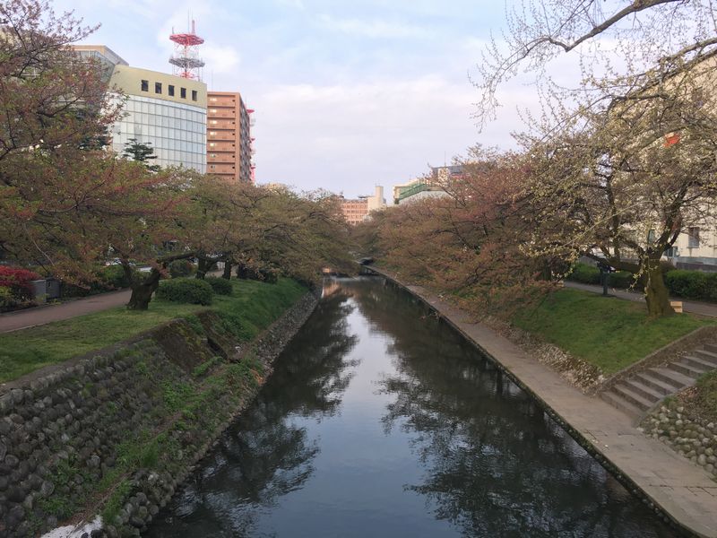 富山の松川の桜