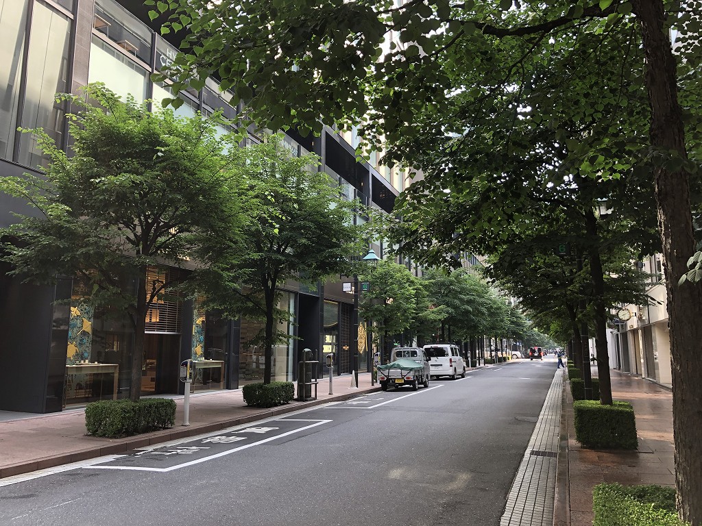 並木通りの新緑