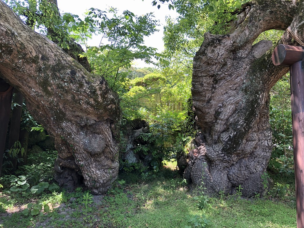 伊勢神宮の外宮の清盛楠1