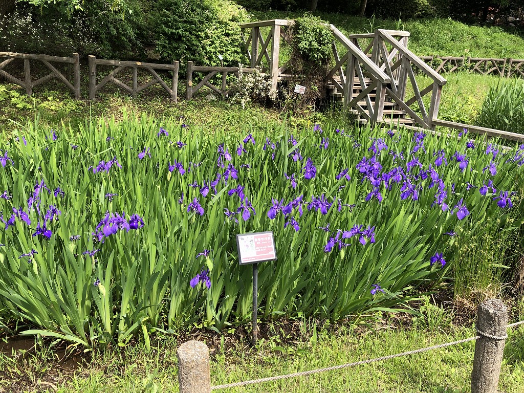 水生植物園のカキツバタ