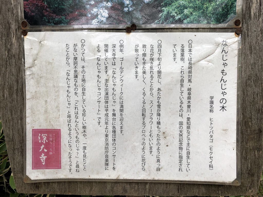 深大寺のなんじゃもんじゃの木2