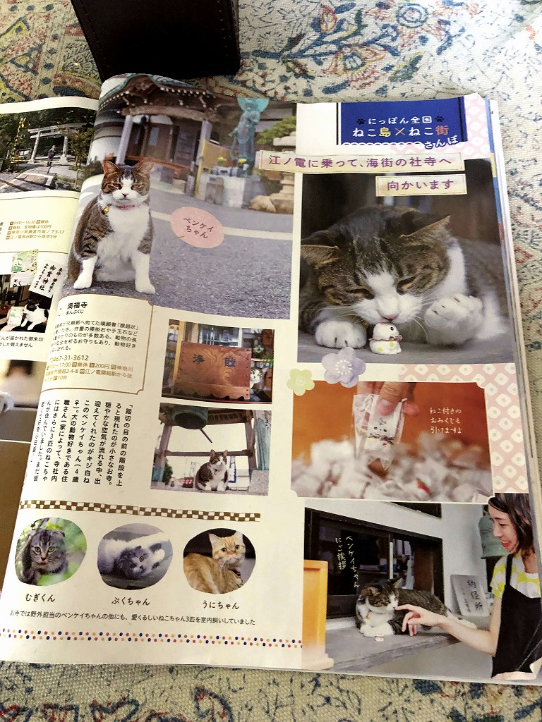 鎌倉の万福寺の猫の紹介