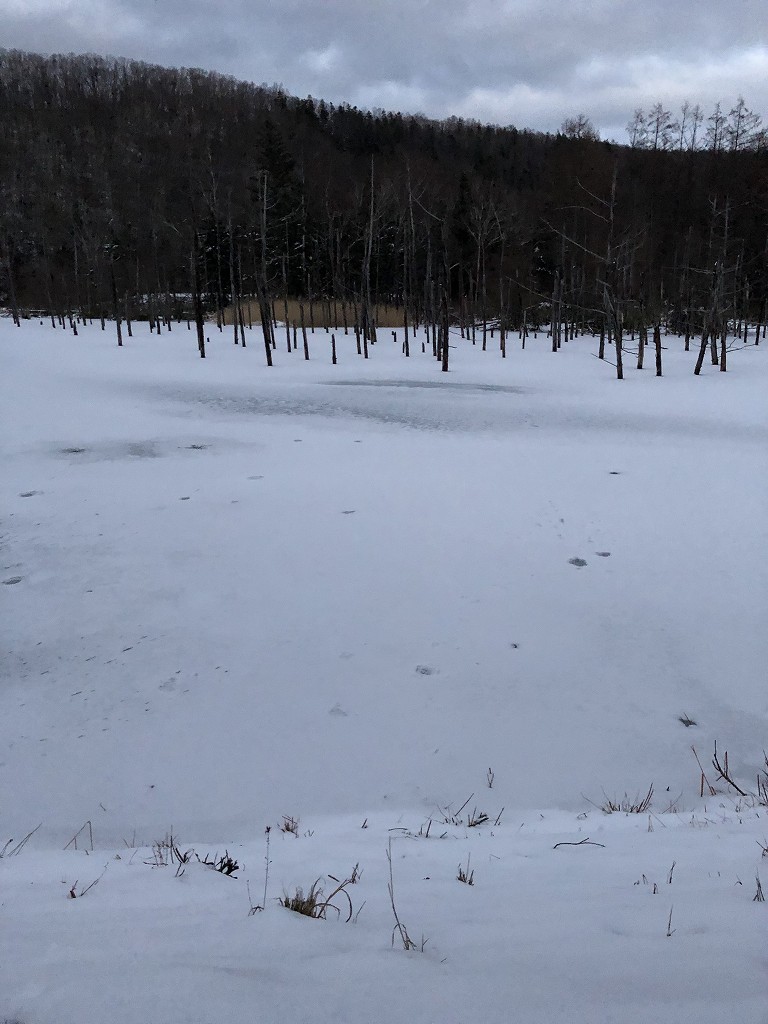 凍結して雪が積もった白金青い池