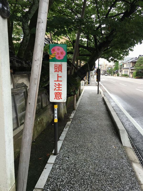 金沢の松月寺の大桜1