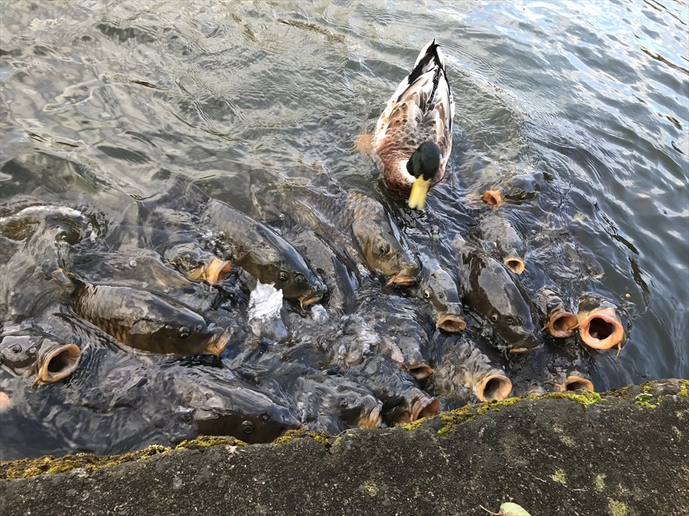 塩沢湖の鯉の餌やり
