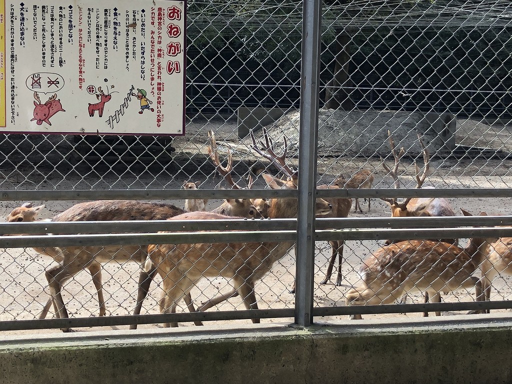 鹿島神宮の鹿の動物園