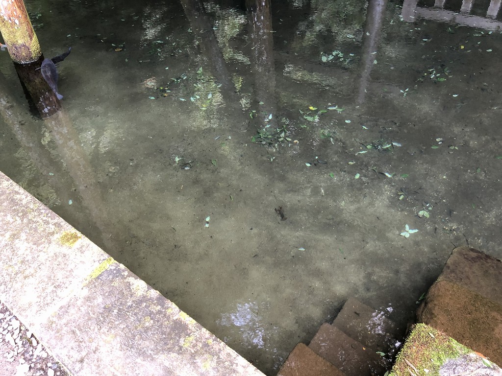 鹿島神宮の御手洗の池3