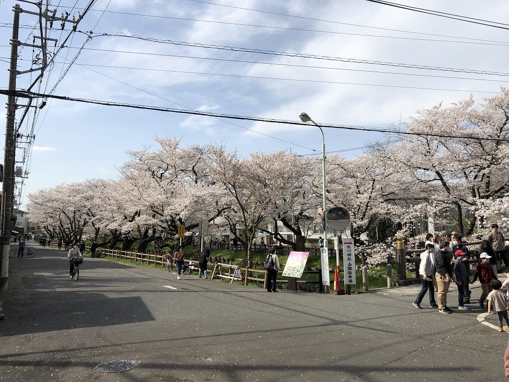 川越の新河岸川の桜1