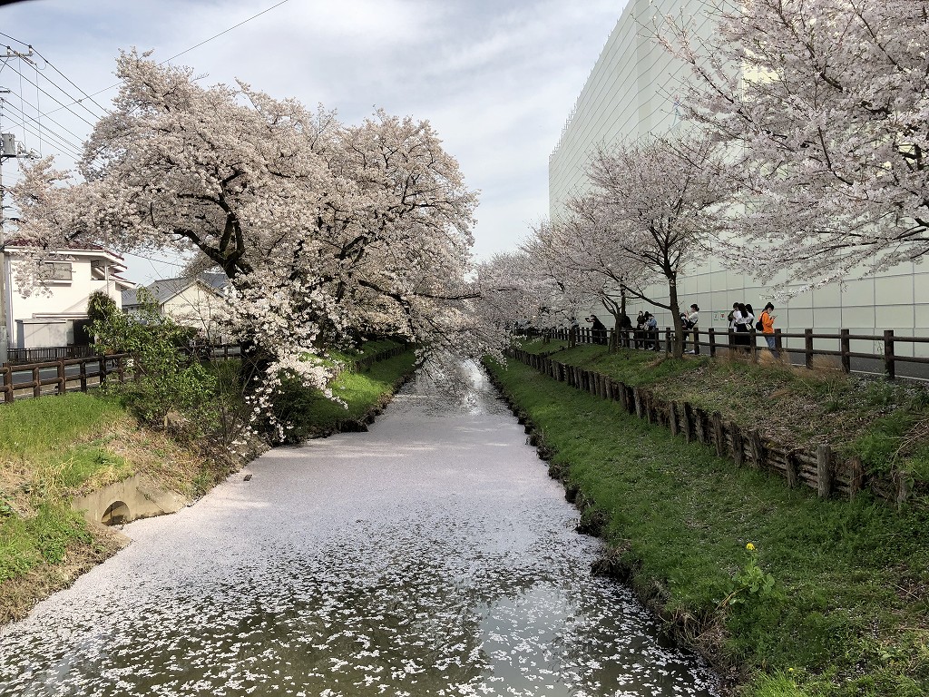 川越の新河岸川の桜2