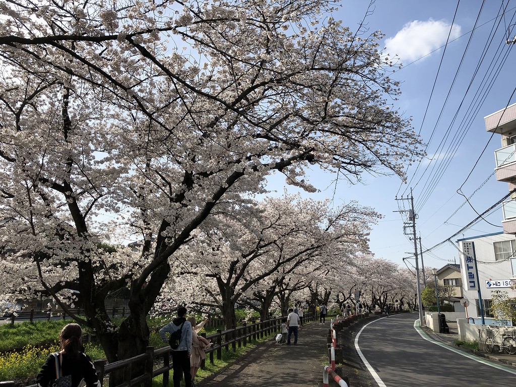 川越の新河岸川の桜3