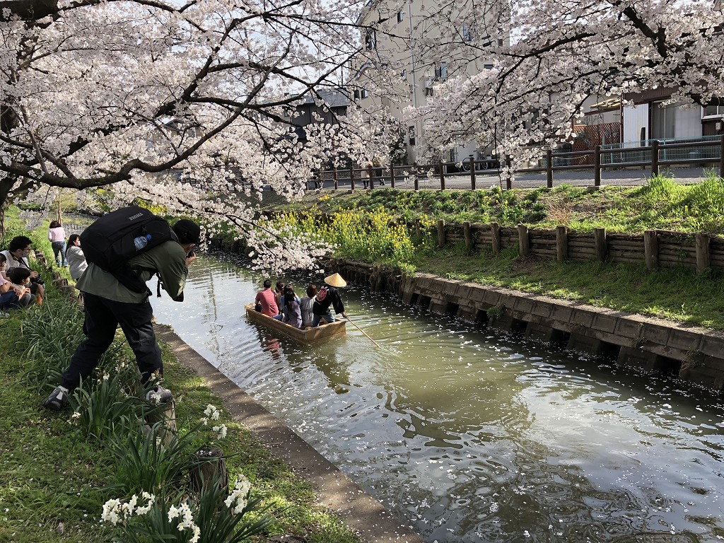 川越の新河岸川の桜4
