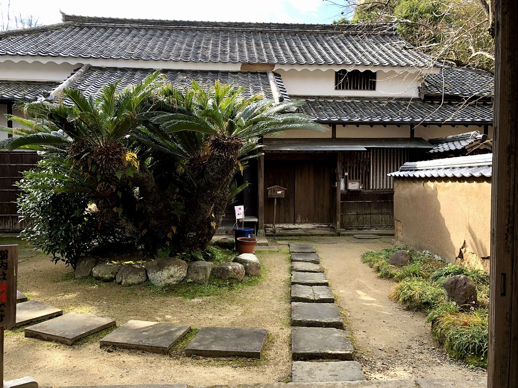 杵築の磯矢邸のソテツ