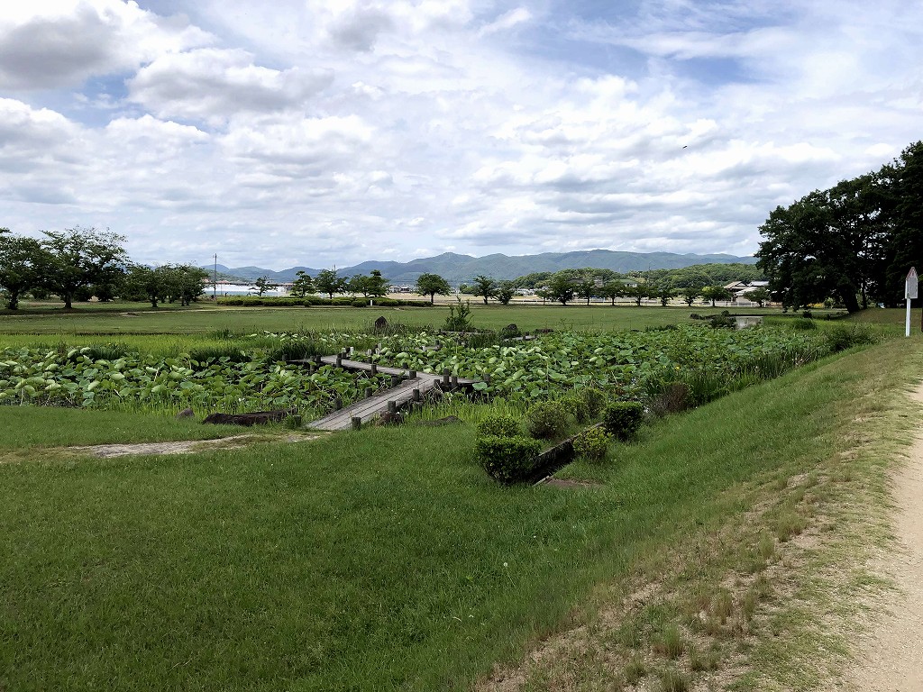 蓮池