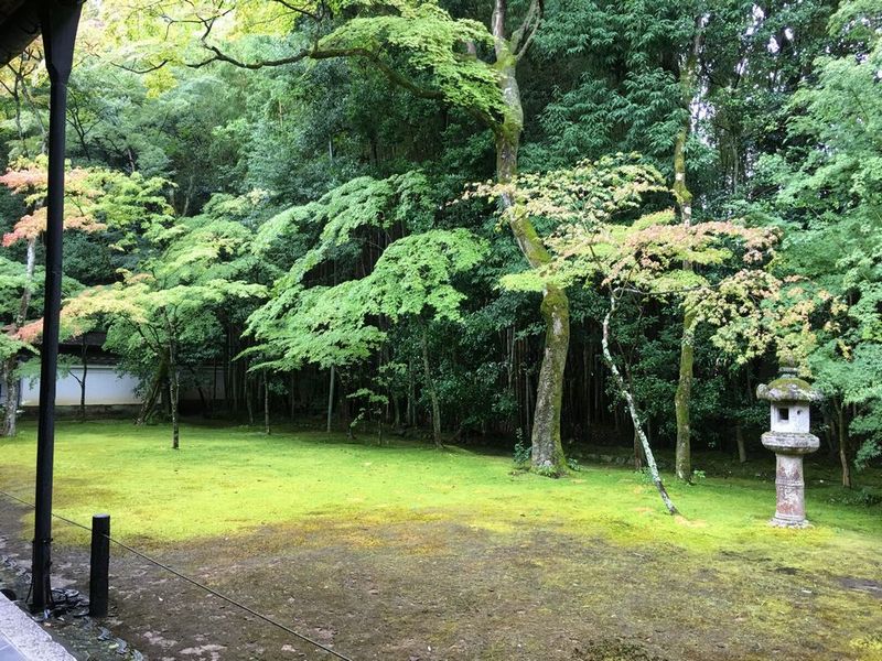 京都の大徳寺の高桐院の庭園