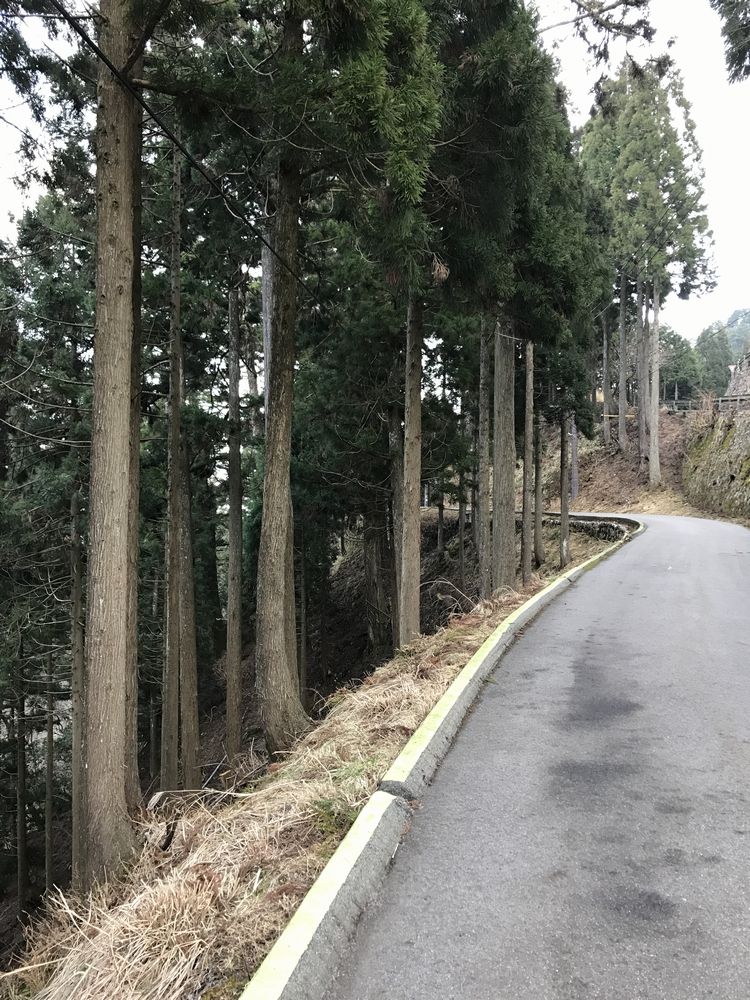 比叡山延暦寺からケーブル延暦寺駅までの杉並木