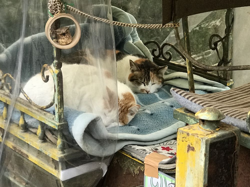 若王子の猫2