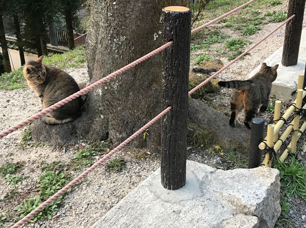 若王子の猫3