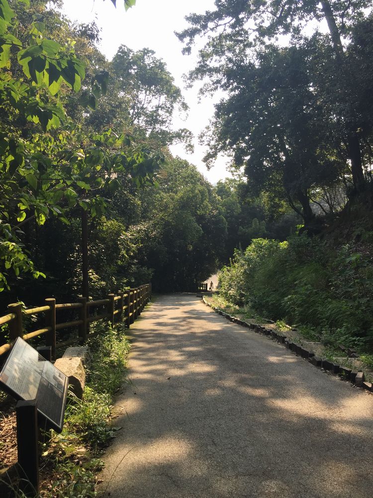松山城県庁裏登城道の高低差