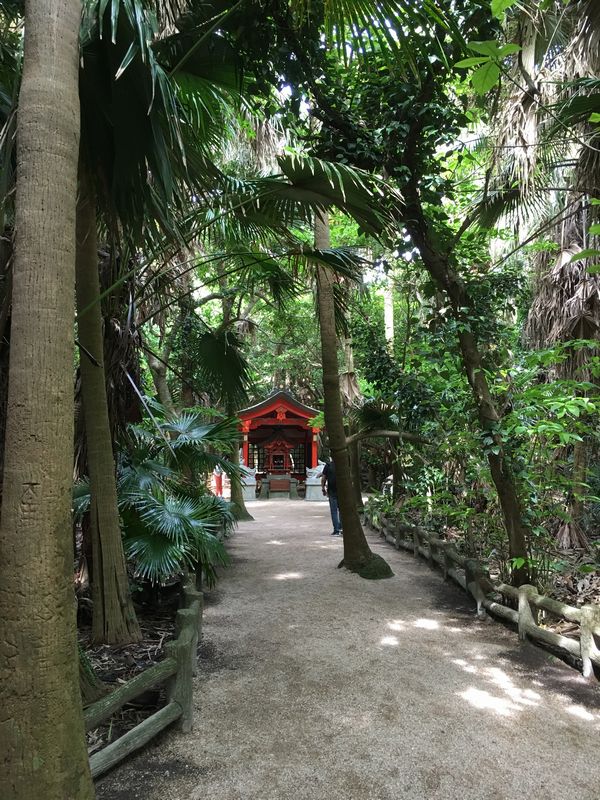 青島神社の亜熱帯植物