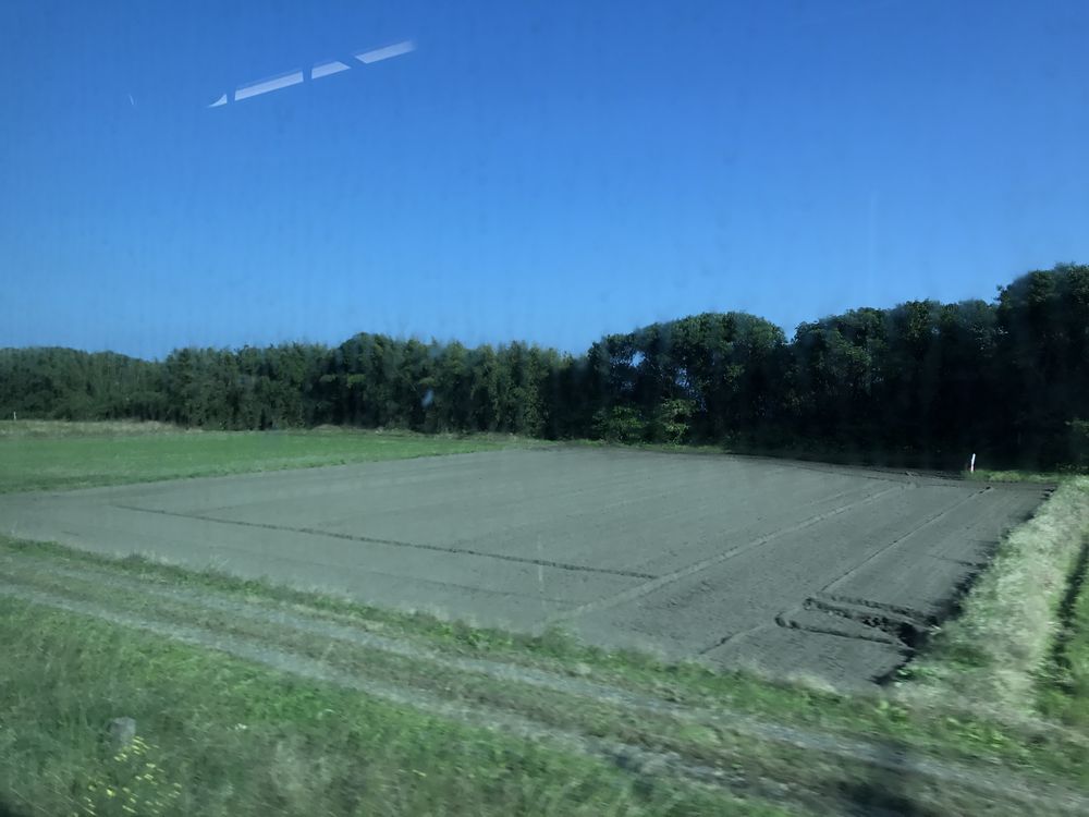 宮崎県川南町の防風林