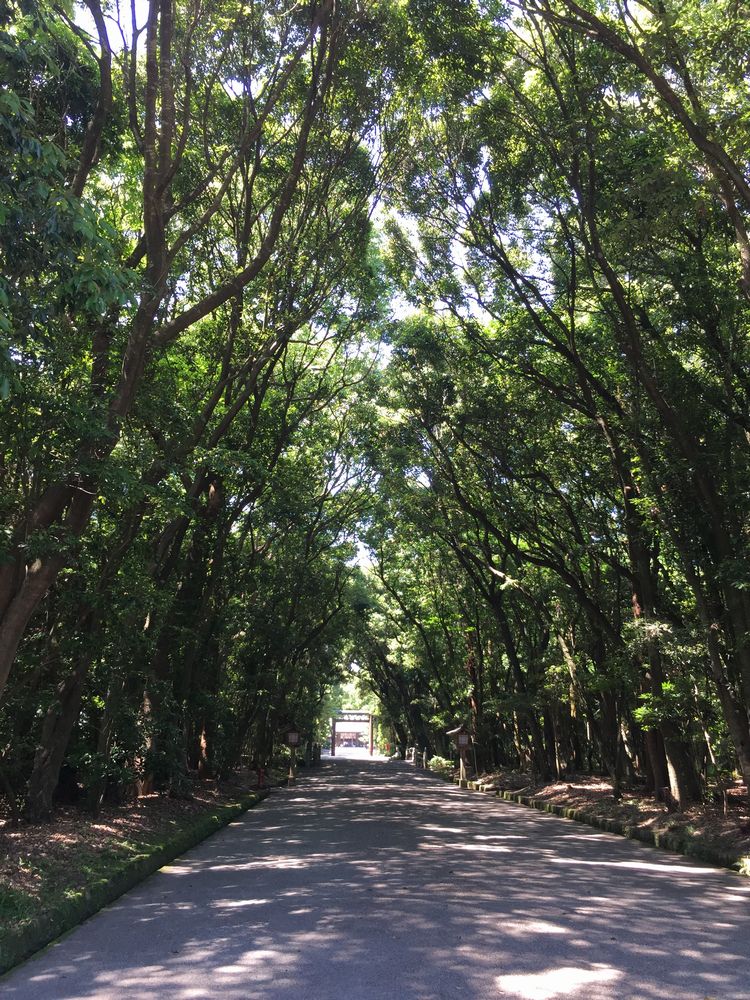 宮崎神宮の参道