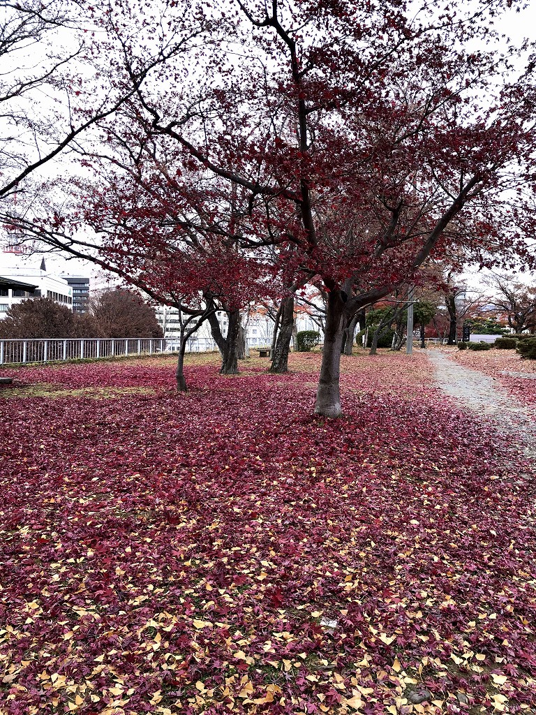 盛岡城跡公園のモミジの絨毯