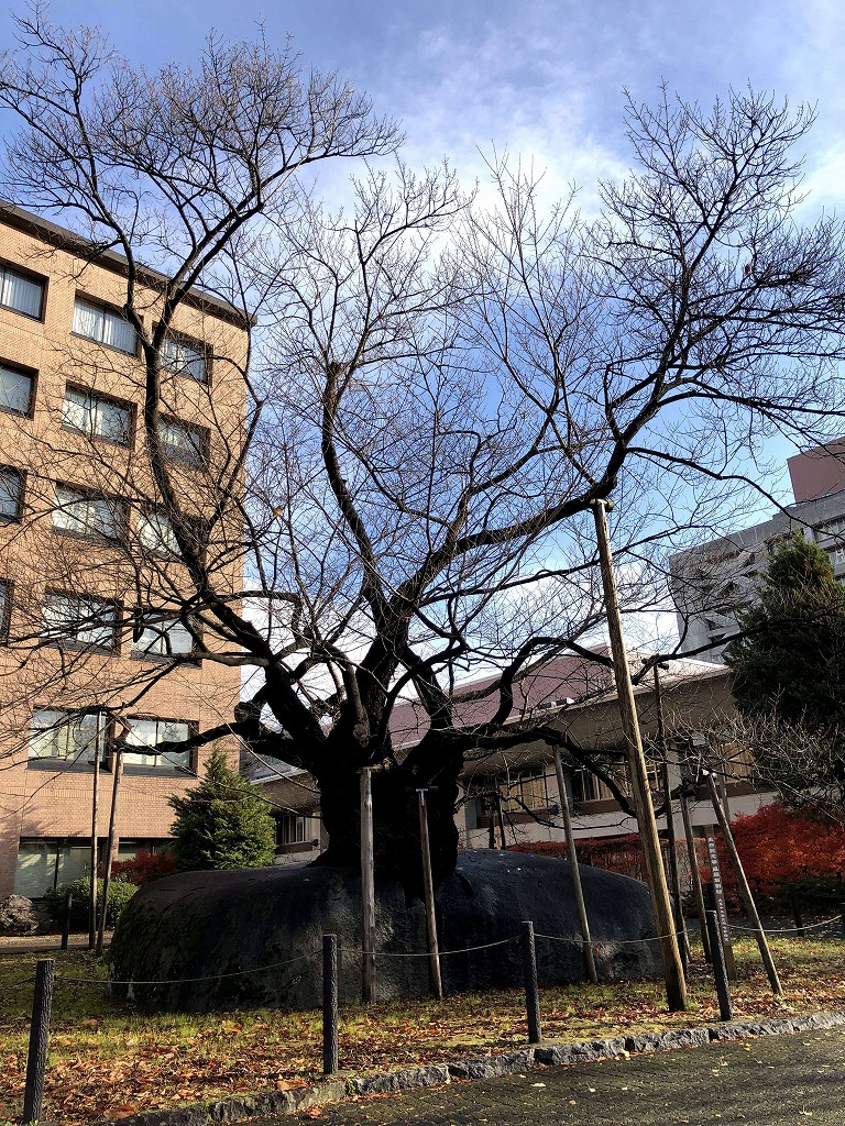 盛岡地裁前の石割桜1