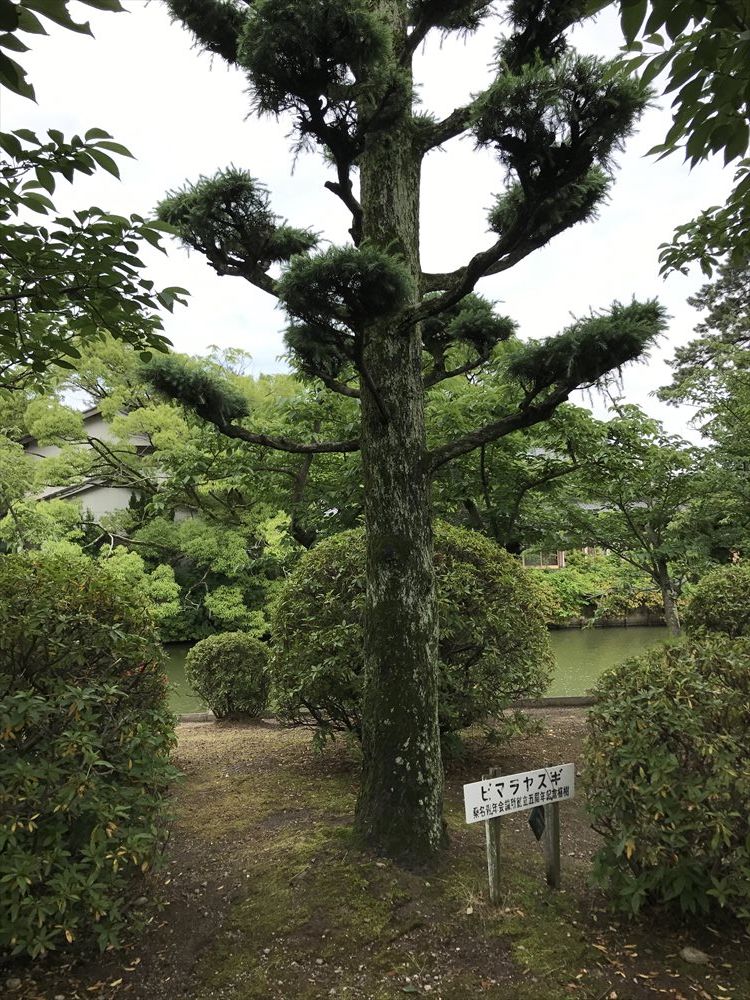 九華公園のヒマラヤスギ