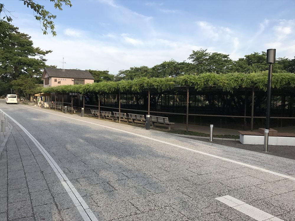 岡崎城の藤棚