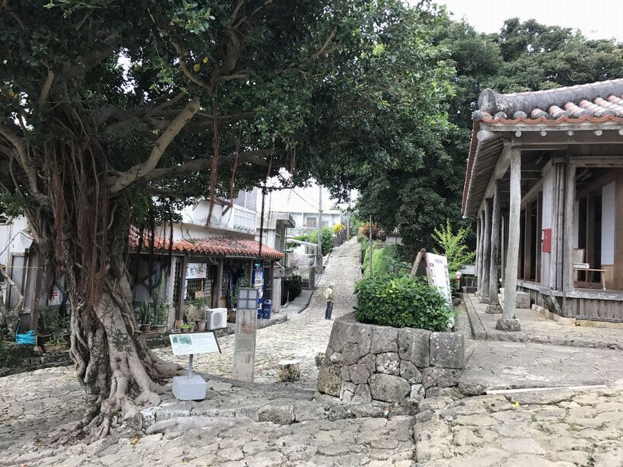 金城町石畳道のガジュマル