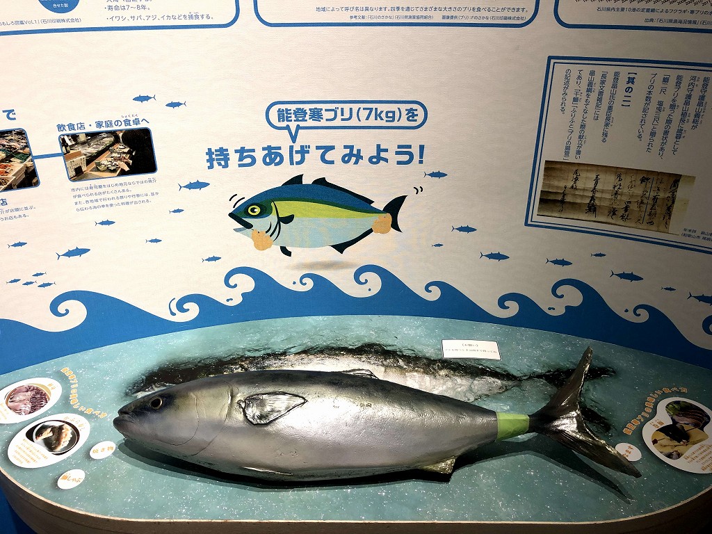のと里山里海ミュージアムの能登寒ブリ7kg