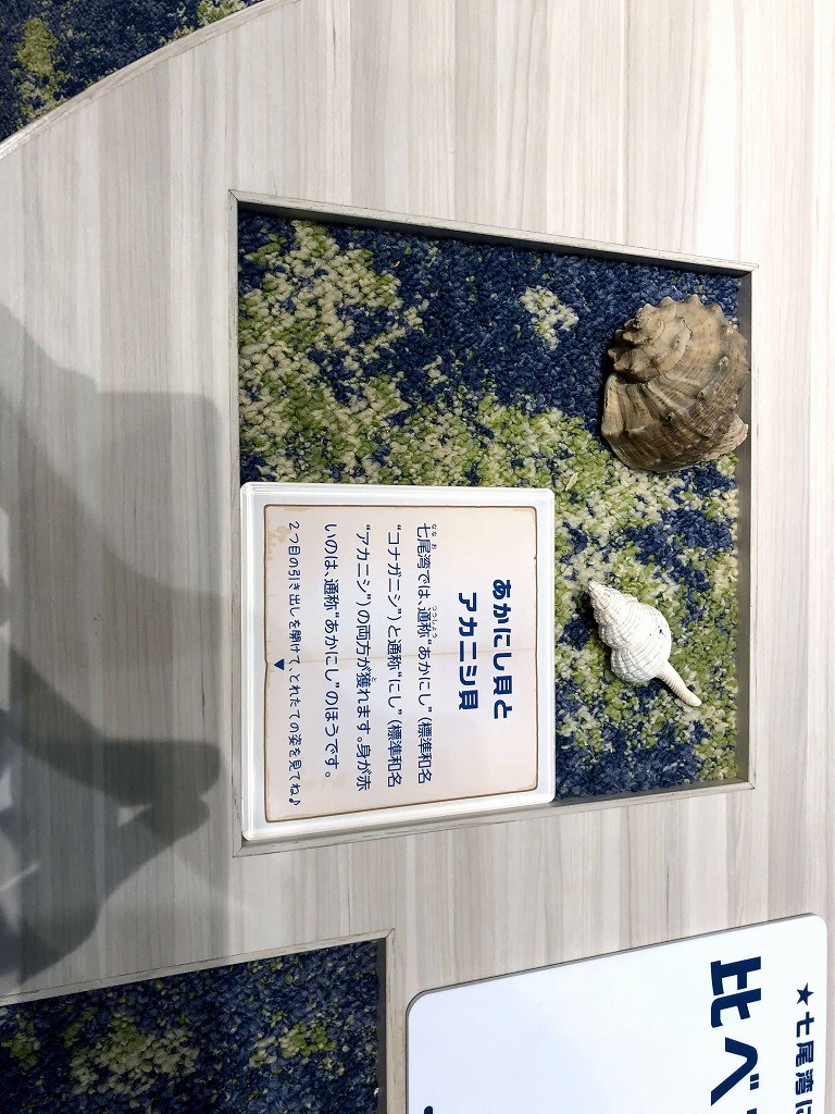 のと里山里海ミュージアムのアカニシ貝