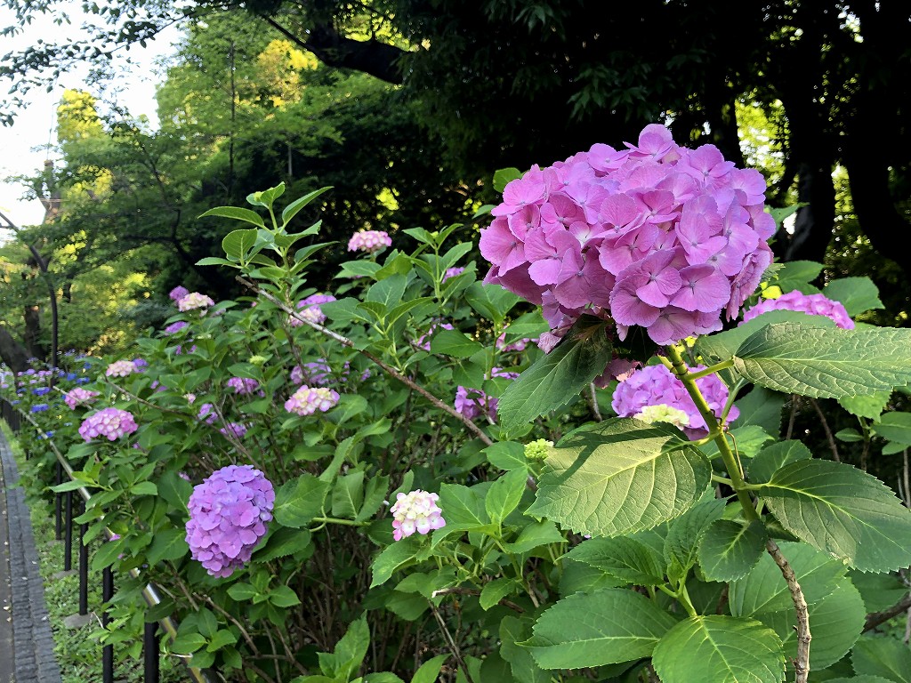 上野公園の紫陽花