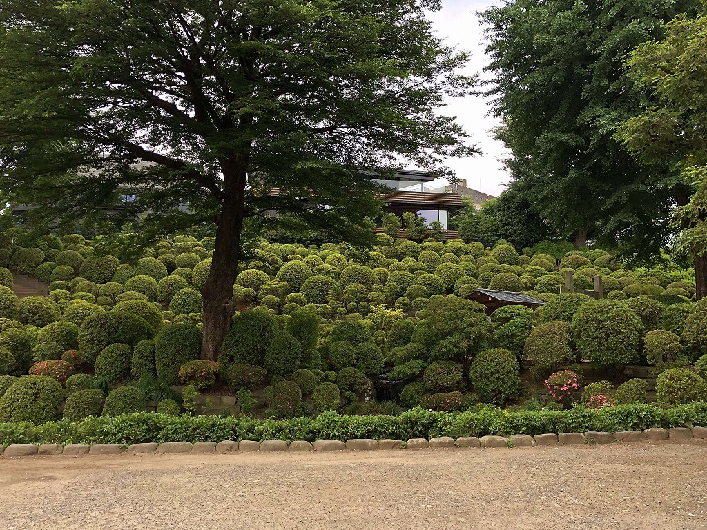 根津神社の丸く剪定されたツツジ