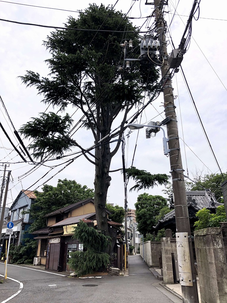 谷中のヒマラヤ杉1